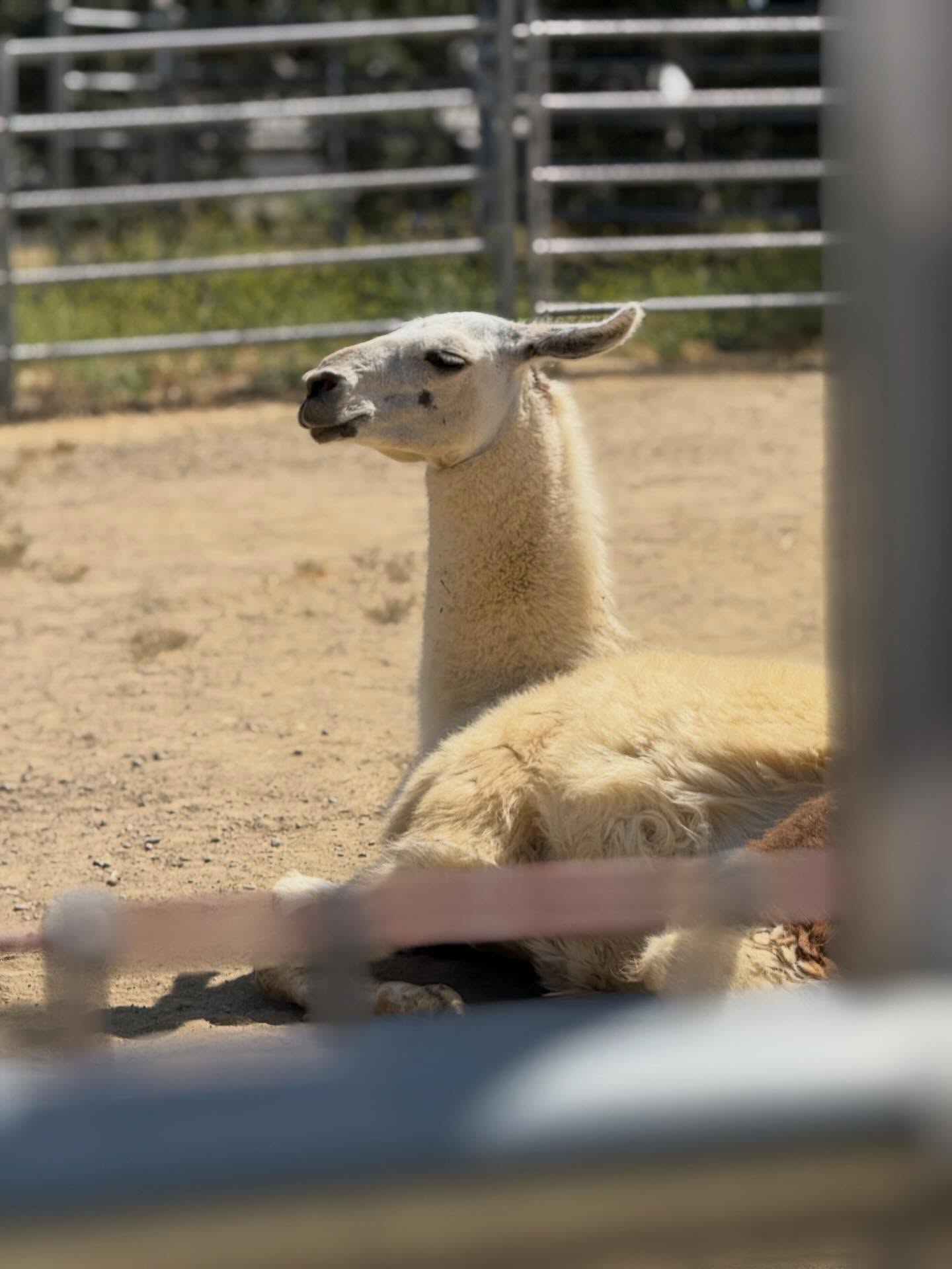 llama 1